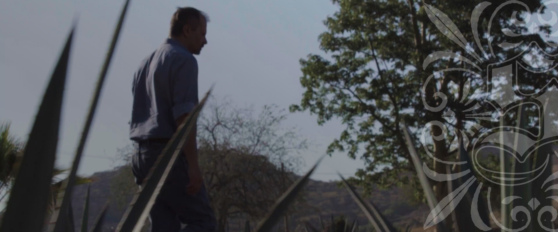 Man walking in a field of Blue Weber agave at El Viejito Distillery in Jalisco, Mexico where Santo Tequila is made.